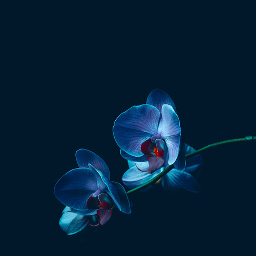 Blue orchids against a deep blue background